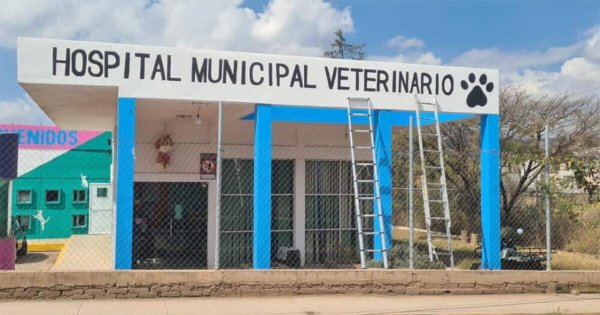 Hospital Veterinario de Guanajuato pide más recursos para atender animales 