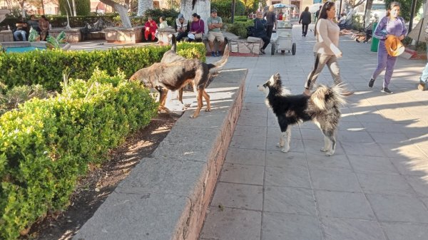 Aumentan perros en situación de calle en San Luis de la Paz