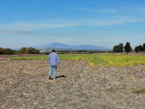 Ante falta de pesca por frío, familia Mejía siembra garbanzo en Acámbaro 