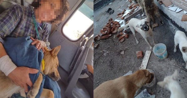 Denuncian a mujer por robar mascotas en San Miguel de Allende para torturarlas 