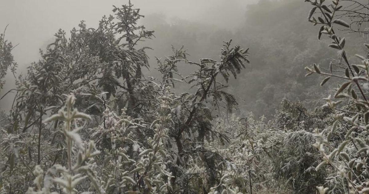 Galería | Estos son los hermosos paisajes que dejó la nieve en Guanajuato