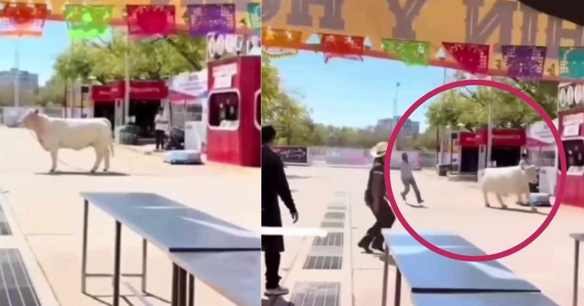 Video | ¿De vaca-ciones? Vaquita se escapa y causa alboroto en la Feria de León 