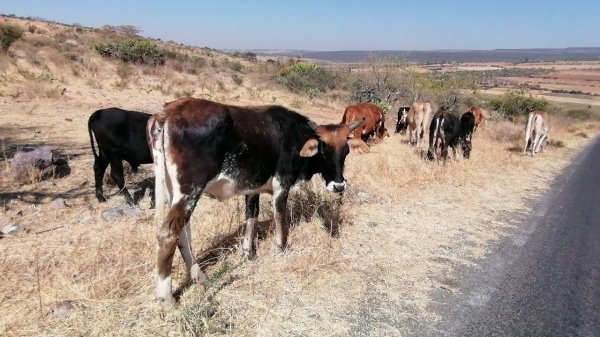 Bajas temperaturas impactan a cabezas de ganado en Salamanca 