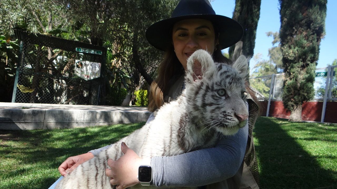 ¿Conoces a Mirai, el tigre de bengala blanco? Así puedes visitarlo en el Zoológico de Irapuato 