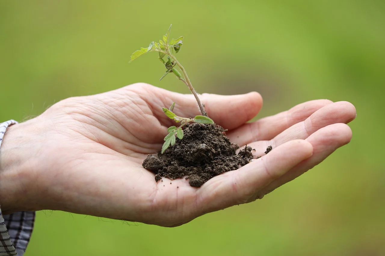 ¿Qué se celebra hoy 26 de enero? Día de la Educación Ambiental