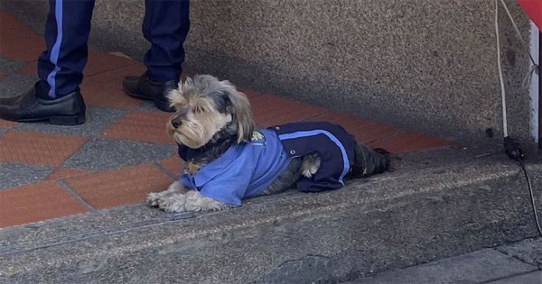 “El empleado del mes”: perrito se vuelve viral por vestir uniforme de guardia de seguridad