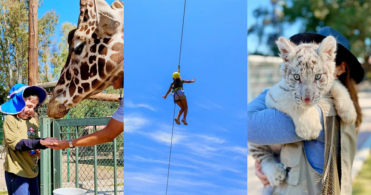 Aventura, naturaleza y diversión: Zoológico de Irapuato abre este lunes ¿qué puedes hacer?