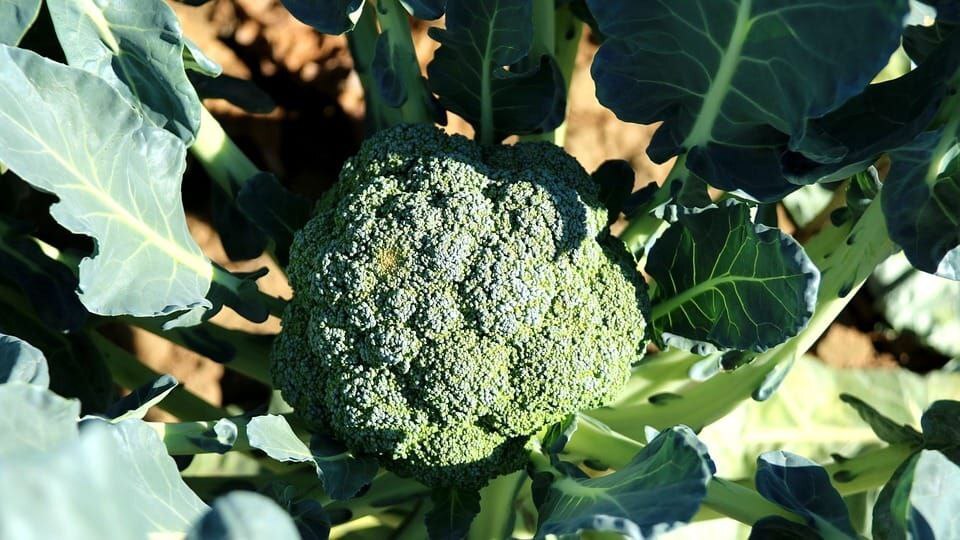 Destaca Guanajuato como principal productor de brócoli y coliflor 