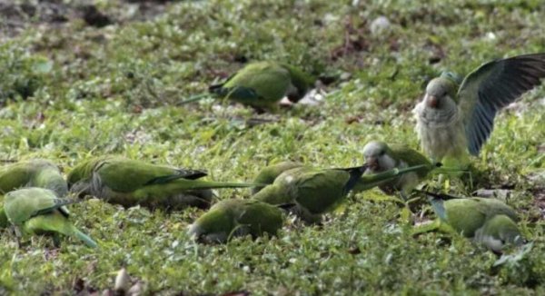 ¿Loritos invasores? Niegan riesgos por plaga de pericos en Celaya